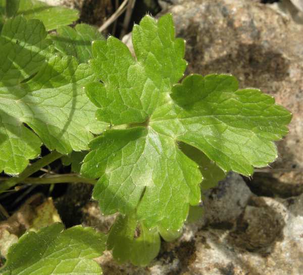 Ranunculus (Sicilia) : Ranunculus velutinus Ten.